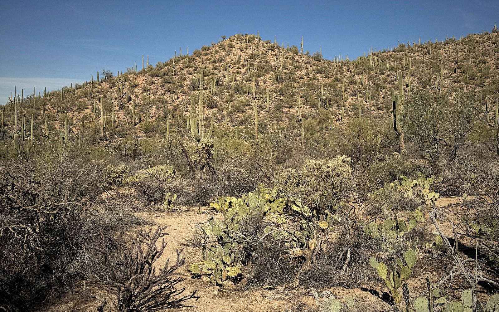 Mountain with cacti foreground